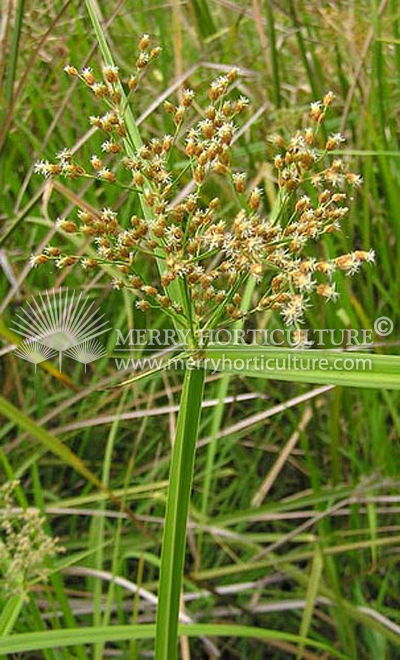 Scirpus Grossus